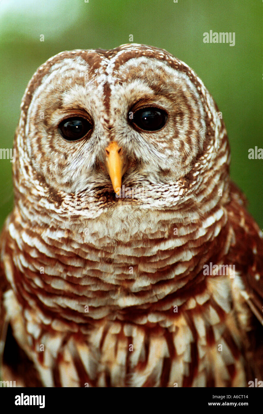Strix Vari barred owl Strix varia Stock Photo - Alamy
