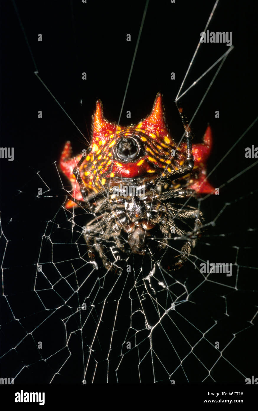 crab like spiny orb weaver Gasteracantha cancriformis insects bugs spiders Stock Photo Alamy