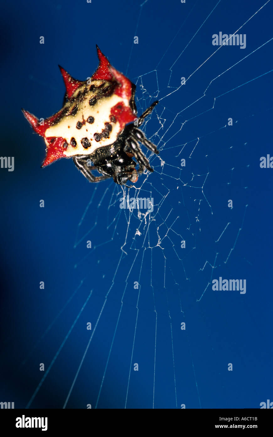 crab like spiny orb weaver Gasteracantha cancriformis spiders insects bugs Stock Photo Alamy