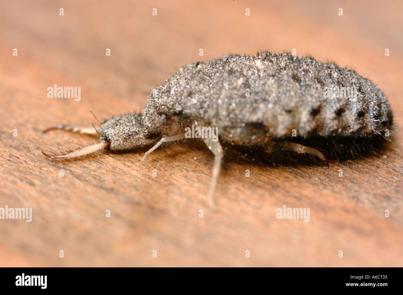 Doodlebug (Antlion larva) - Myrmeleon 