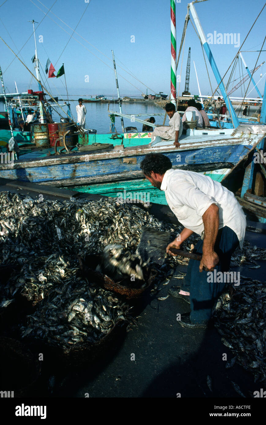 Pakistan Sind Karachi Fish Harbour man shovelling fish on quayside