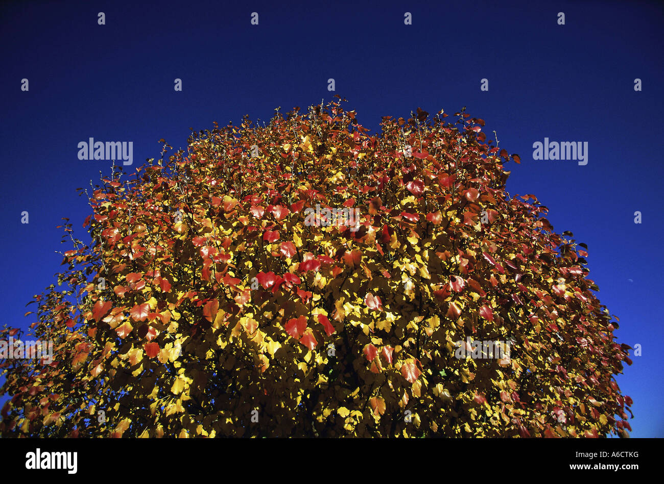 Low angle view of a Bradford Pear tree Stock Photo - Alamy