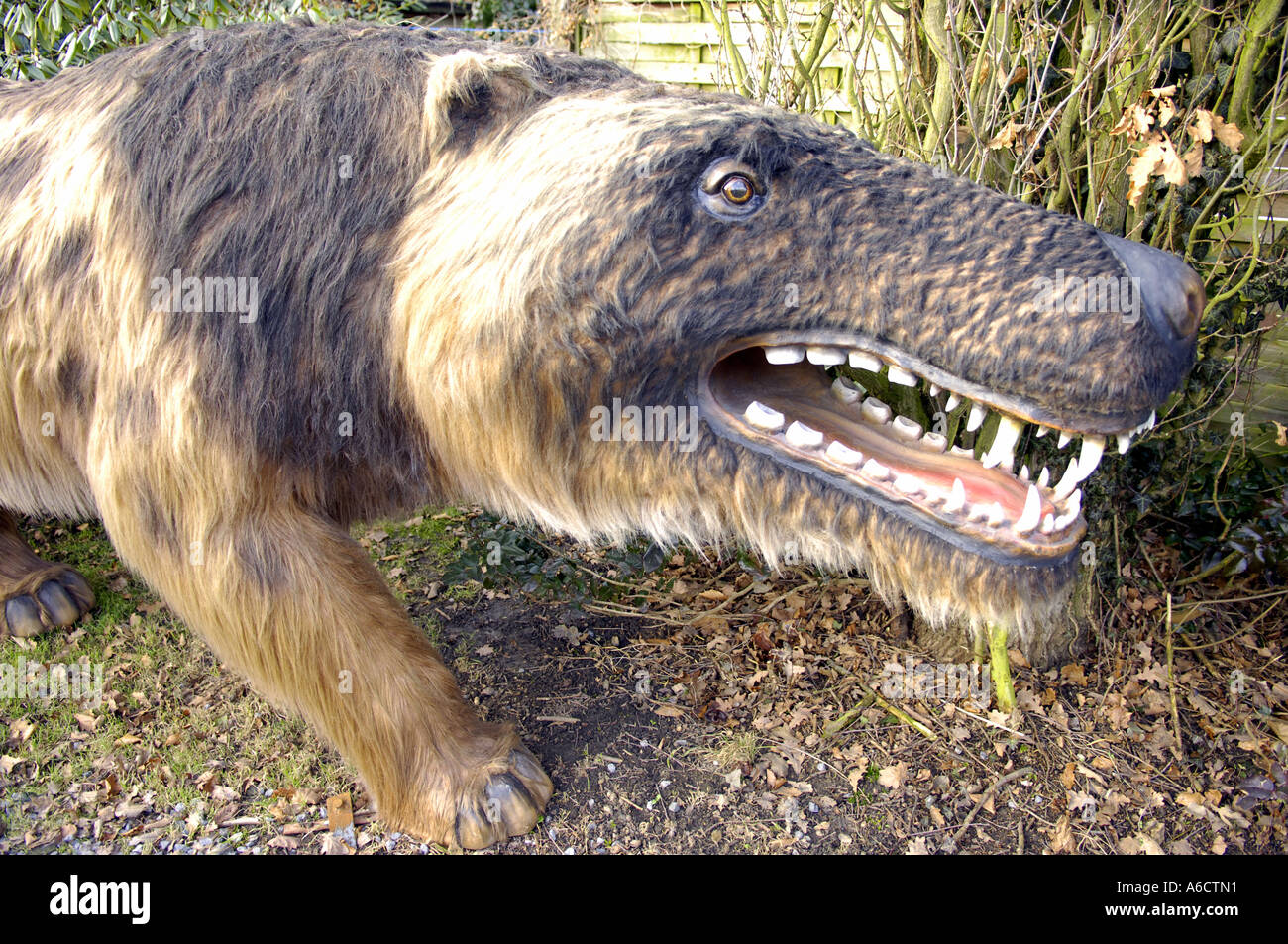 prehistoric large rodent rat ratlike brown vicious teeth andrewsachus mammal carnivore extinct largest massive Stock Photo