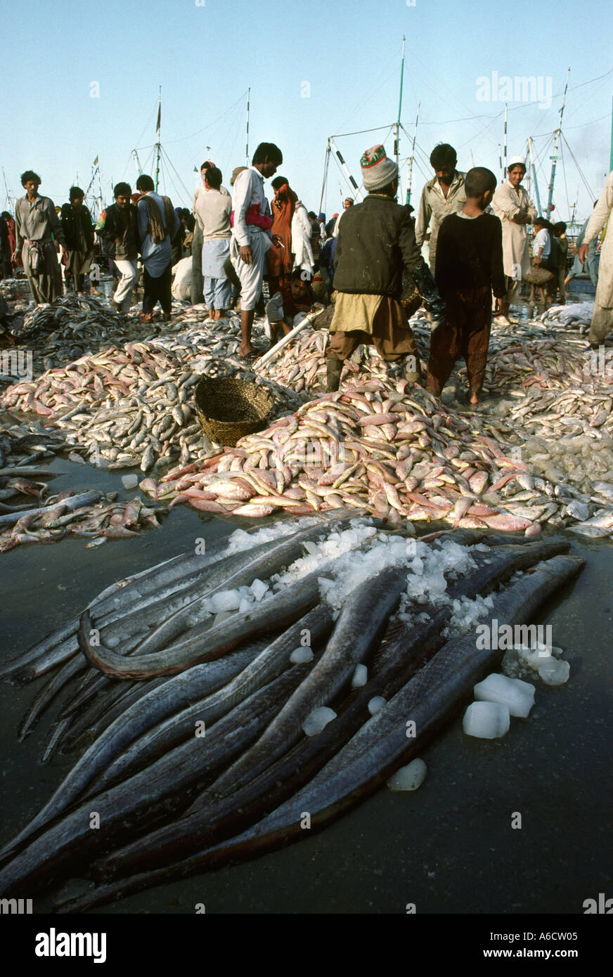 Pakistan Sind Karachi Fish Harbour piles of fish waiting to be sold