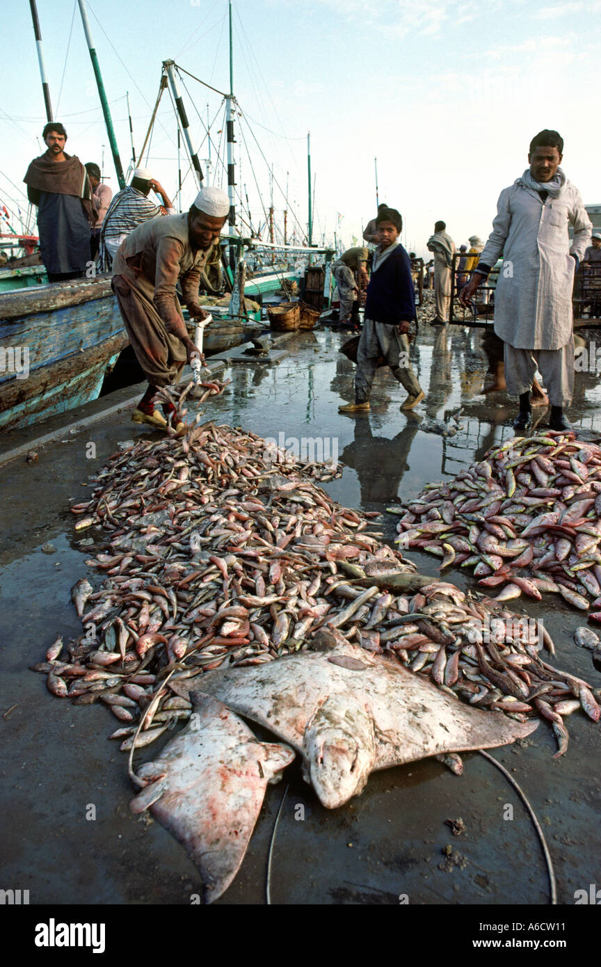Pakistan Sind Karachi Fish Harbour rays and fish being unloaded on