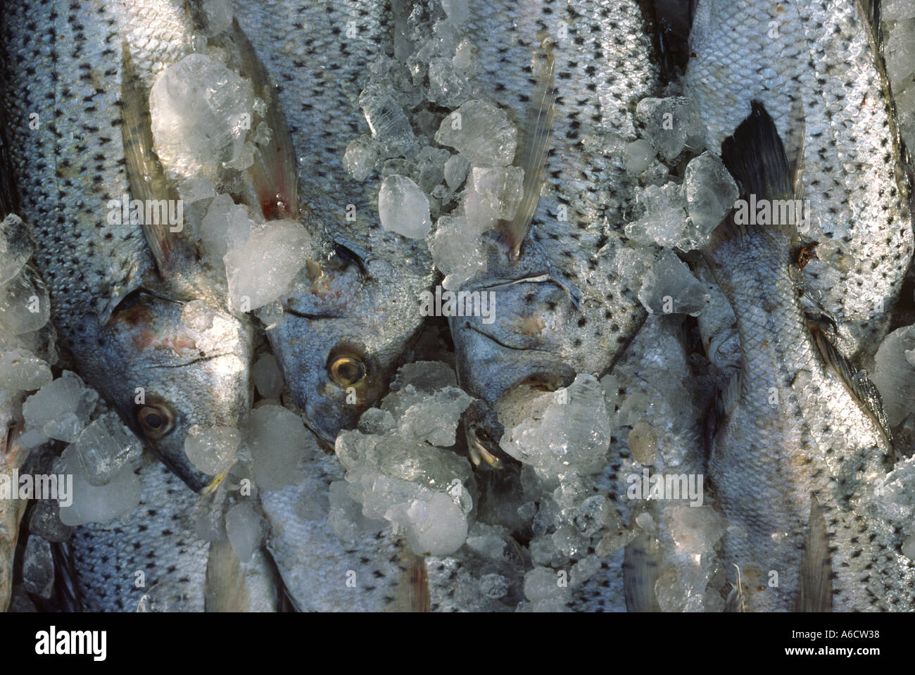 Pakistan Sind Karachi Fish Harbour Detail fish in ice Stock Photo Alamy
