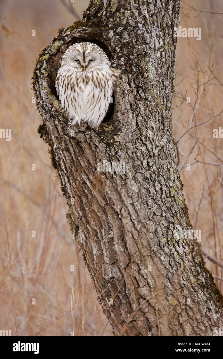 Ural Owl, Hokkaido, Japan Stock Photo Alamy