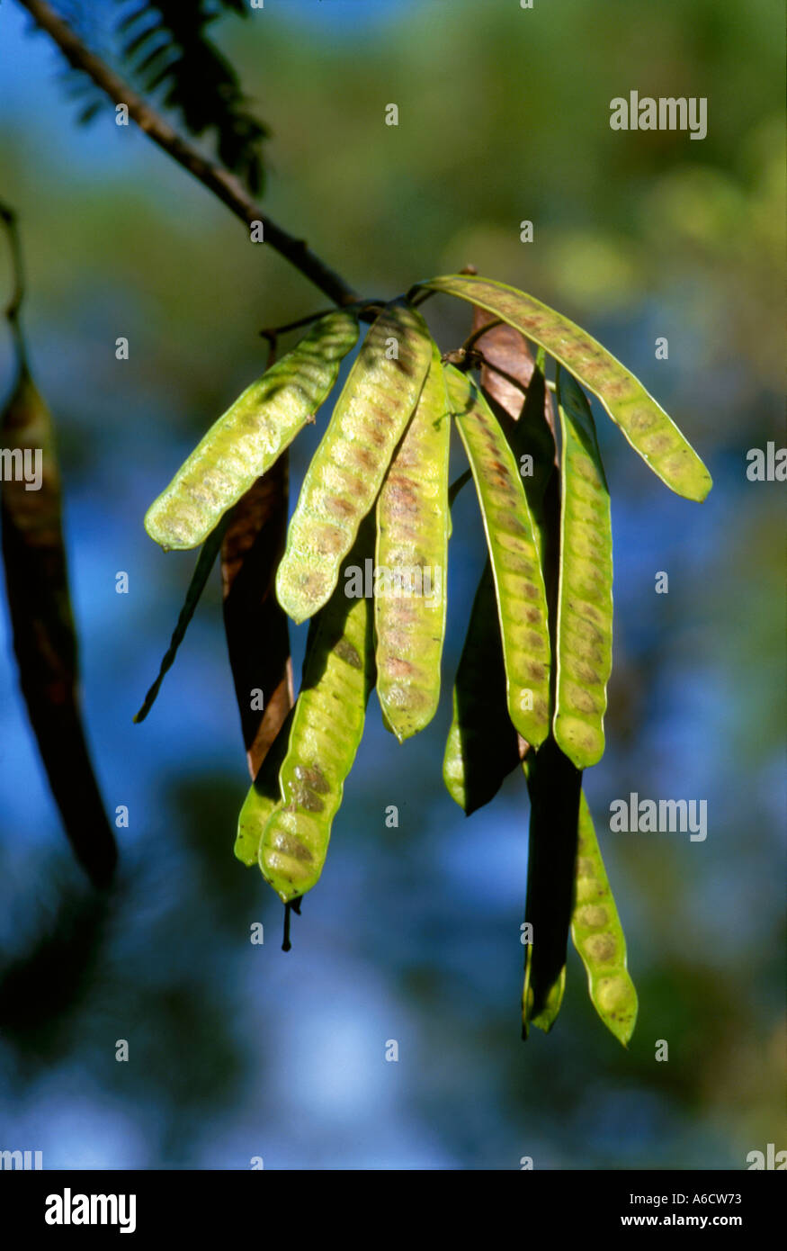 singer tree womans tounge Mimosa lebbeck seed pods Stock Photo