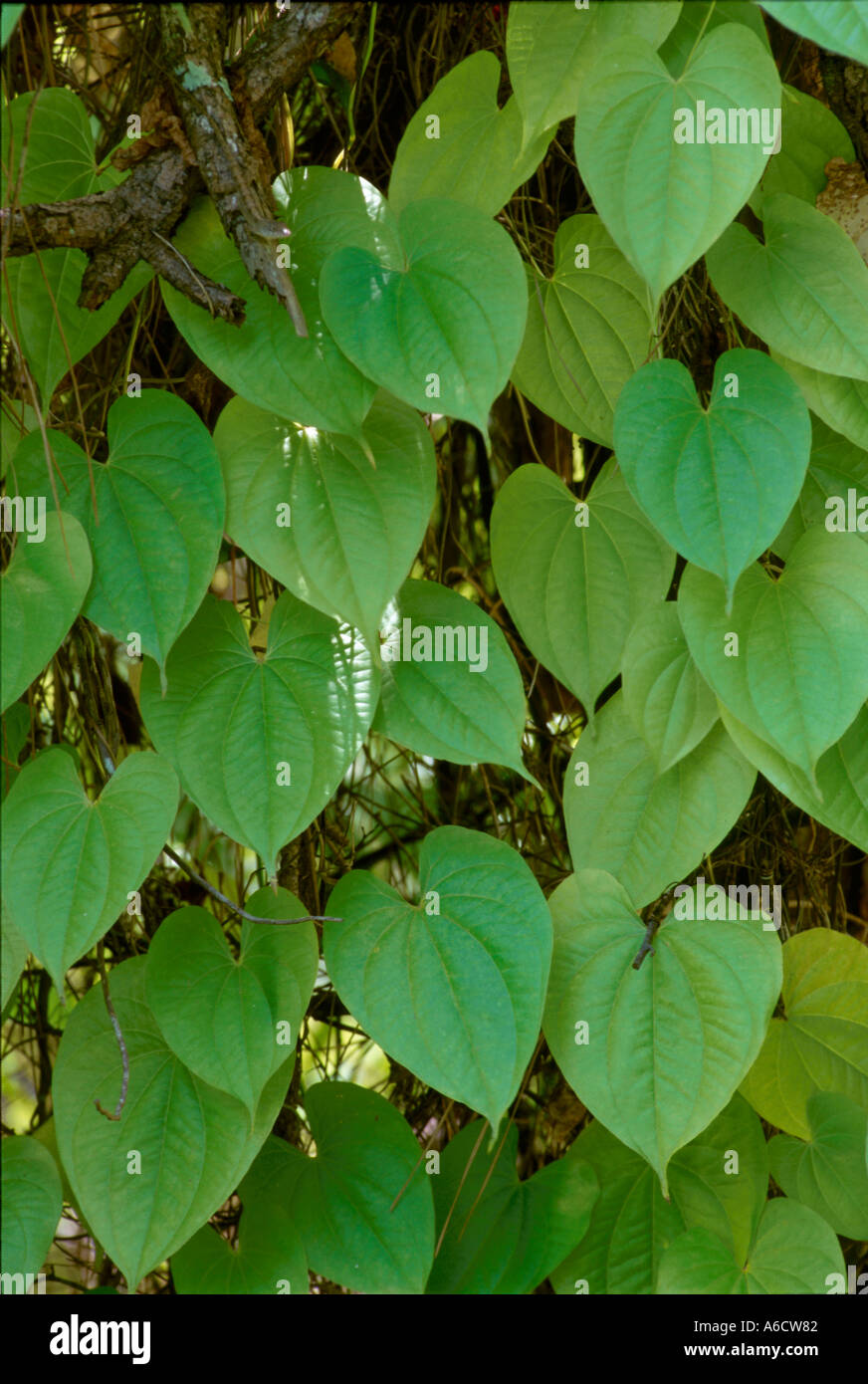 Air Yam Dioscorea bulbifera leaves Stock Photo Alamy
