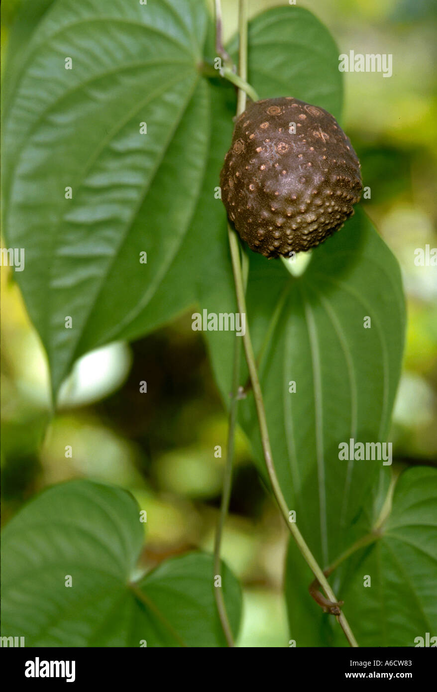 Air Yam Dioscorea bulbifera leaves and fruit Stock Photo Alamy