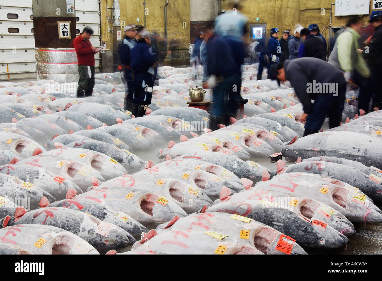 Tuna Fish at Fish Market, Tokyo, Japan Stock Photo Alamy
