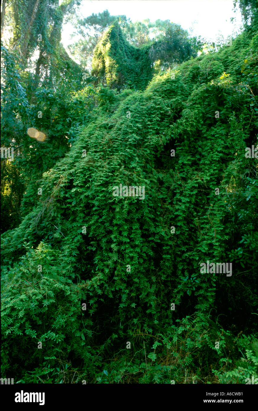 old world climbing fern Lygodium microphyllum covering wooded area Saint Lucie County Port Saint Lucie Stock Photo