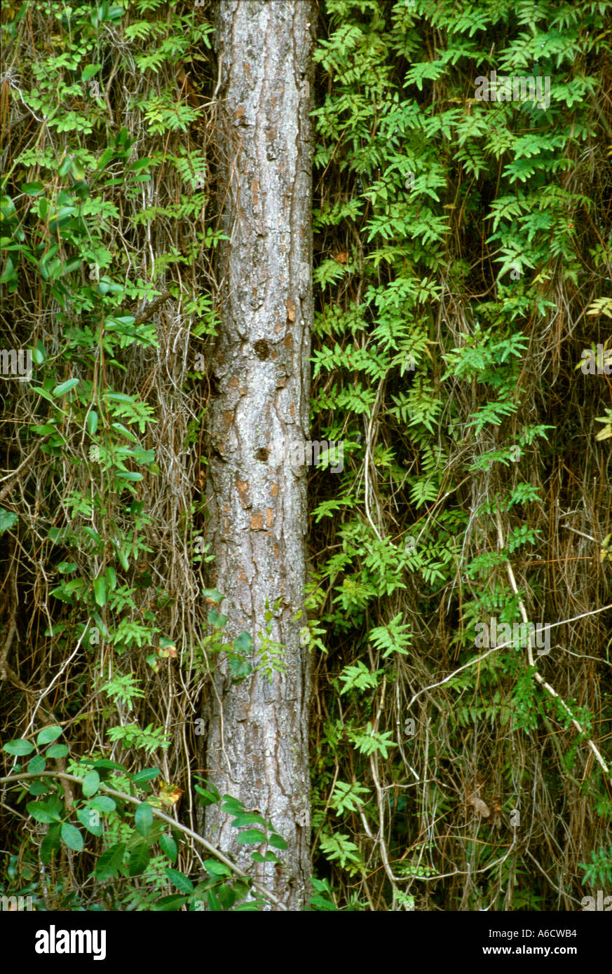 old world climbing fern Lygodium microphyllum hanging from pine tree Stock Photo