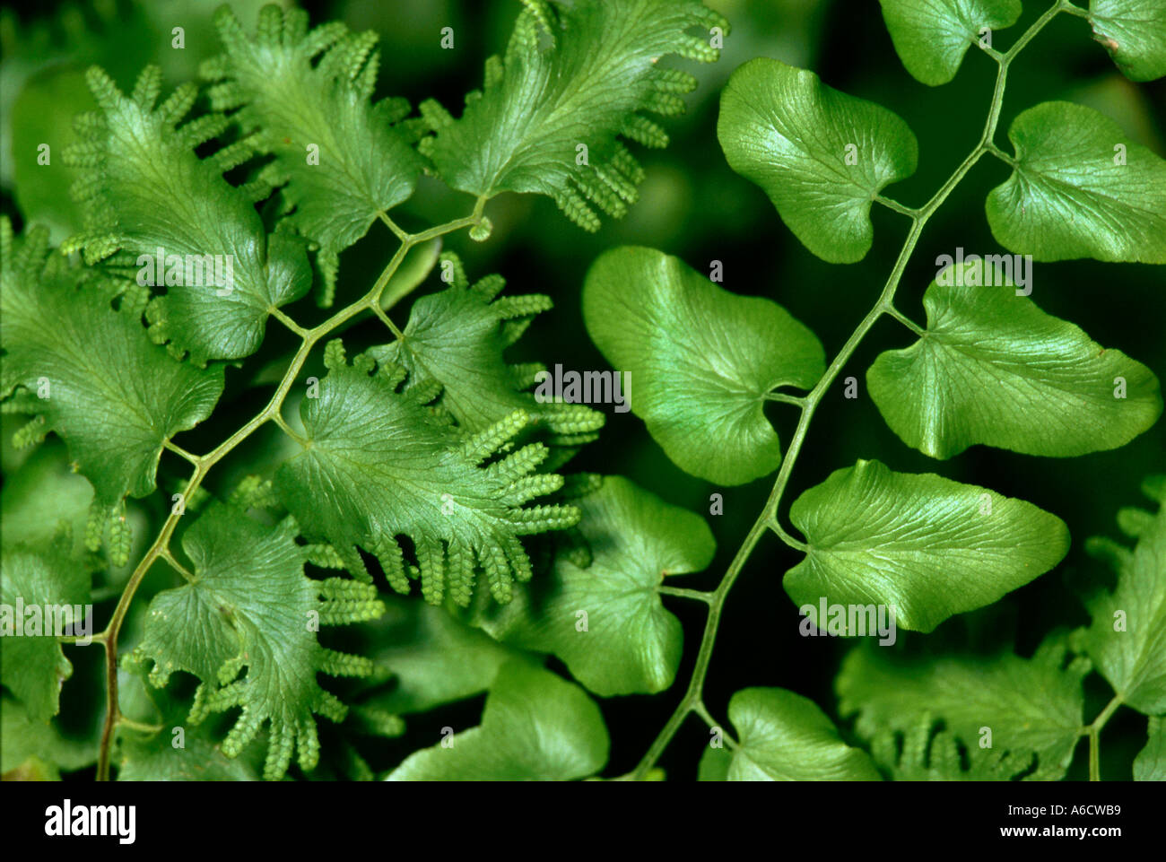 old world climbing fern Lygodium microphyllum fertile non fertile fronds Stock Photo