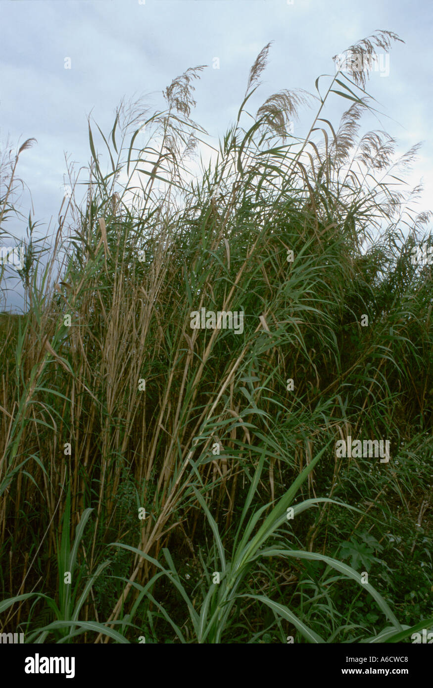Large Ree Identification giant reed Phragmites australis Palm Beach County Stock Photo - Alamy
