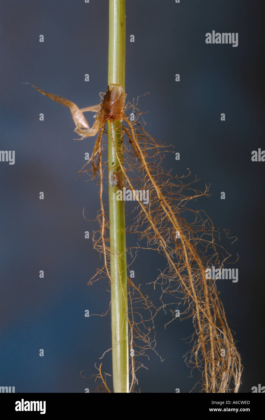 Torpedo grass bullet grass panicum hi-res stock photography and images ...