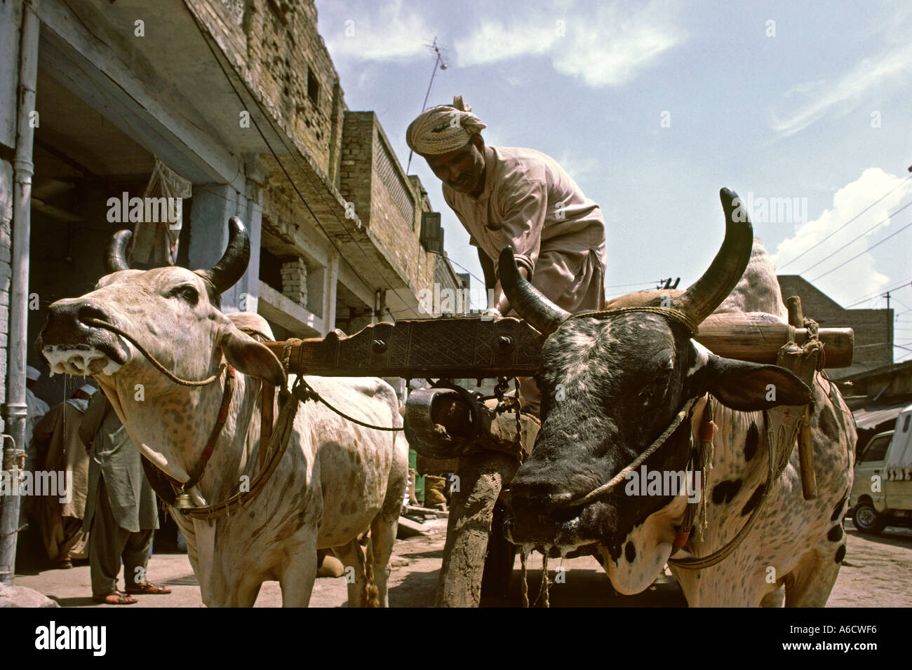 Pakistan Rawalpindi Rajah Bazaar Oxen Cart Stock Photo