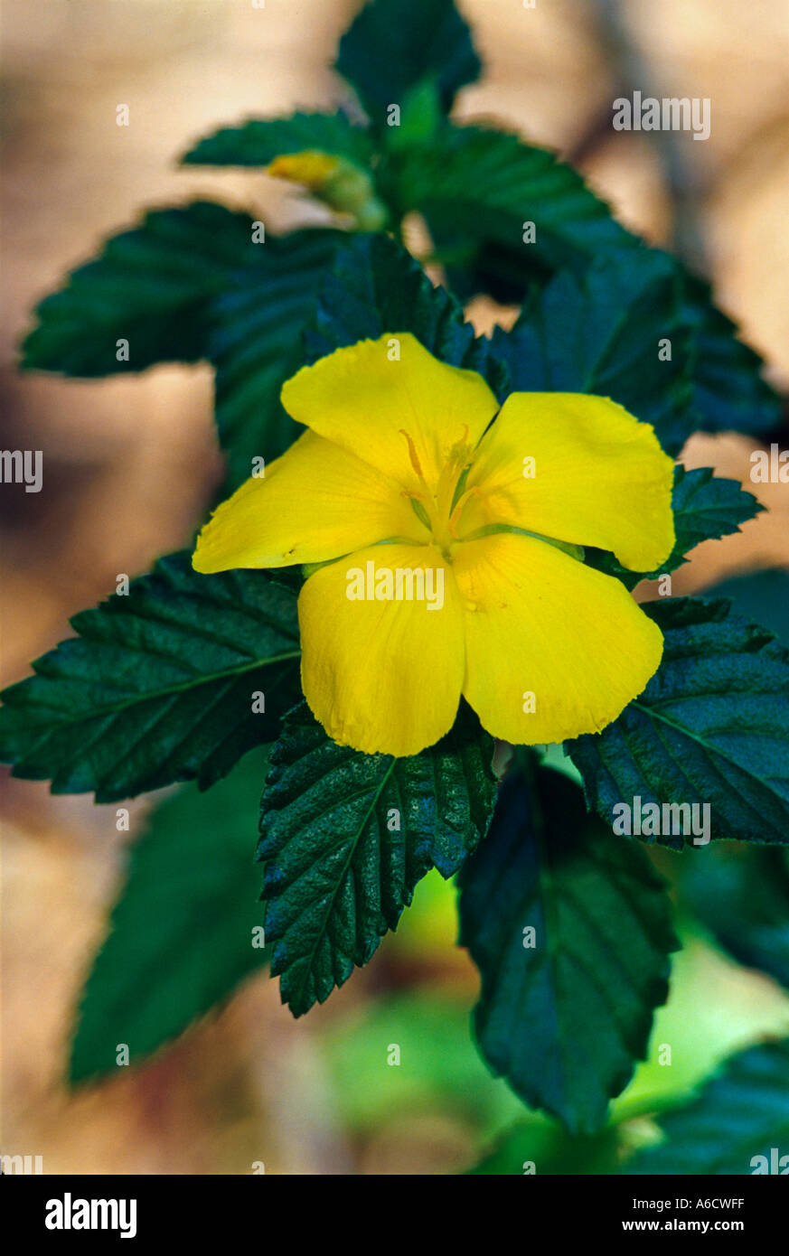 yellow alder Turnera ulmifolia flower and leaves Saint Lucie County Savannas State Preserve Stock Photo
