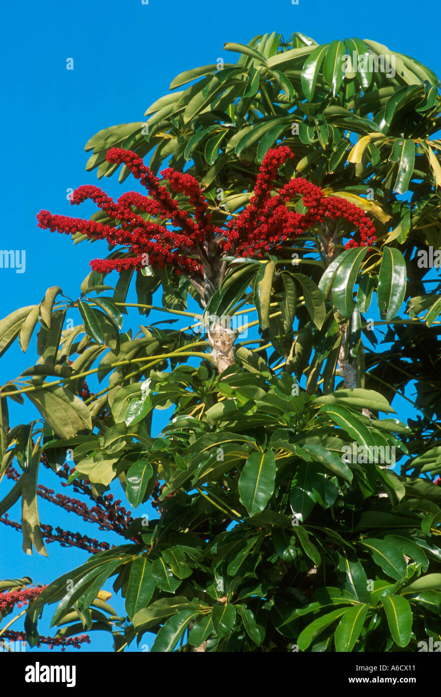 schefflera Brassaia actinophylla tree with seeds Stock Photo