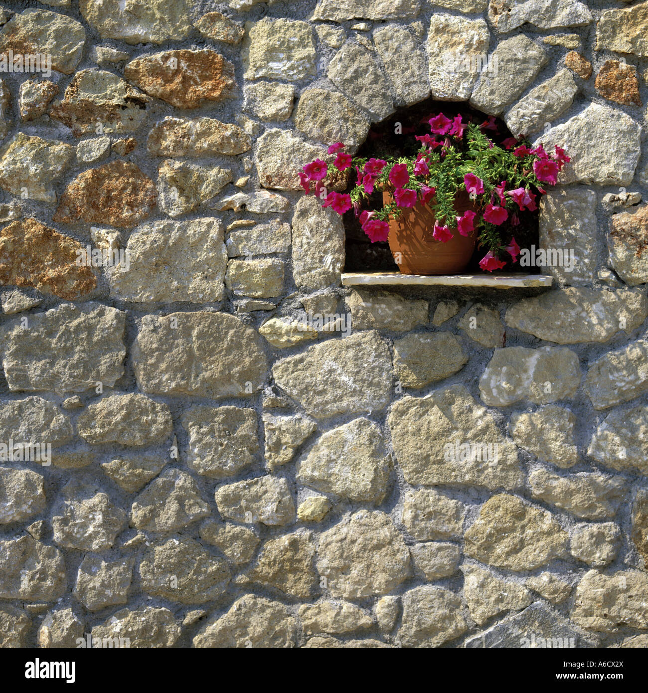 Flowers on the rock hi-res stock photography and images - Alamy