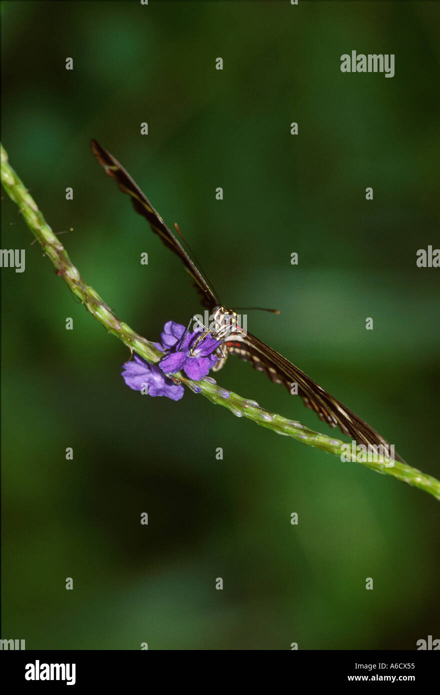 the zebra Heliconius charitonius butterfly insects bugs Stock Photo - Alamy