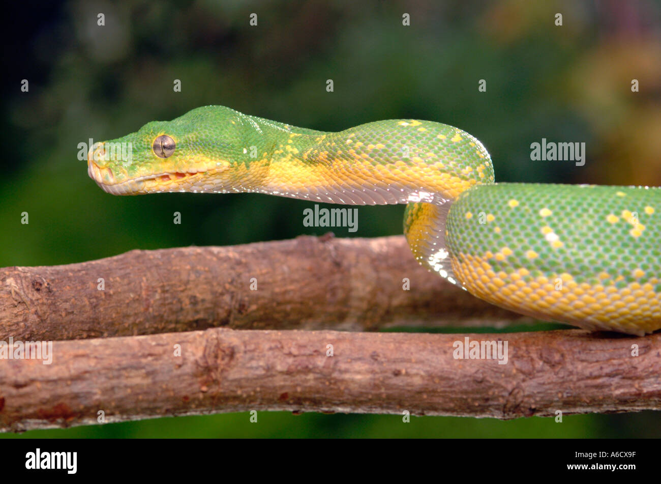 green tree python Morelia viridis adult Stock Photo - Alamy