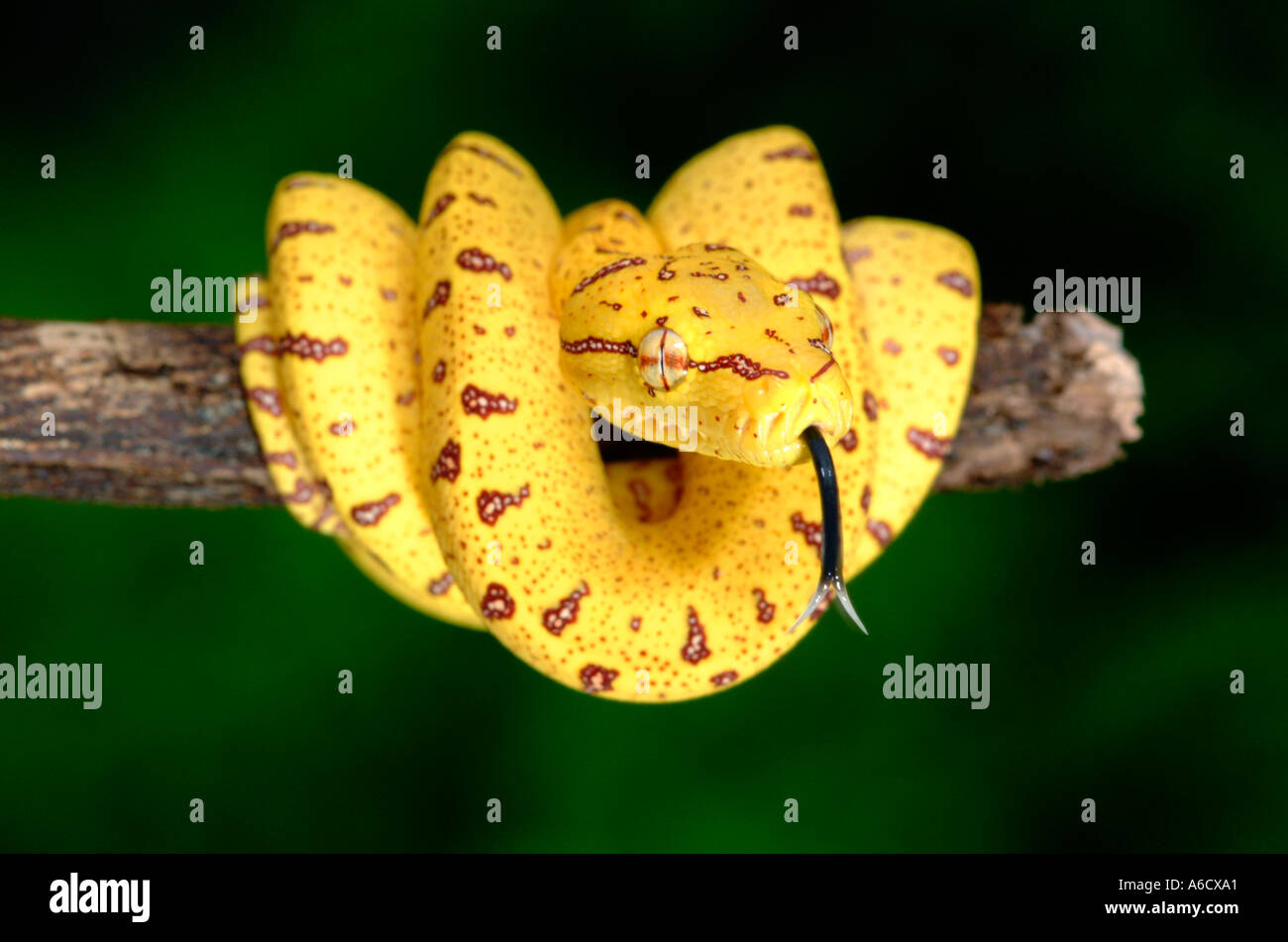 green tree python Morelia viridis neonate color yellow colour Stock ...