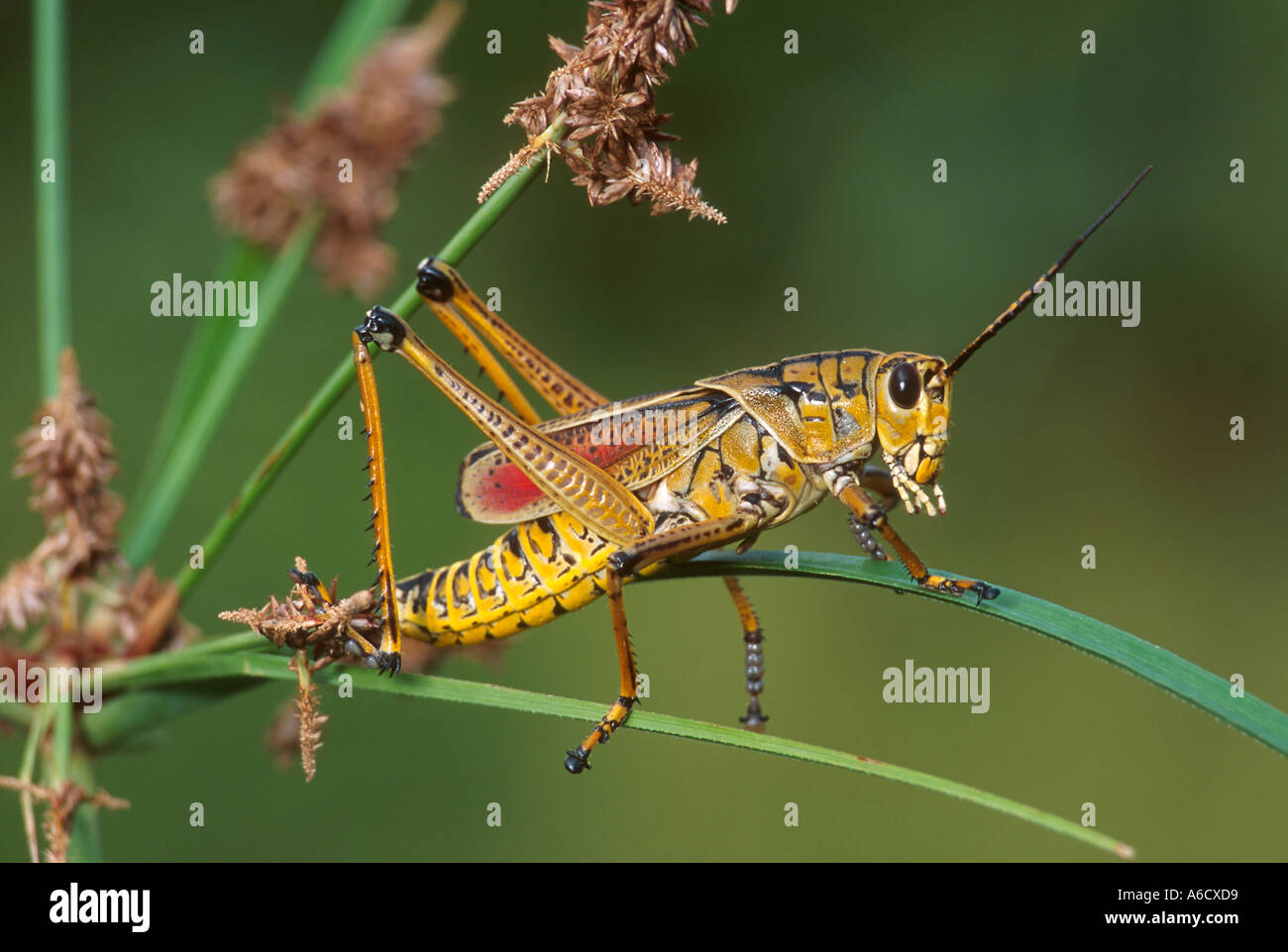 Southeastern lubber grasshopper Romalea microptera insects bugs Stock Photo