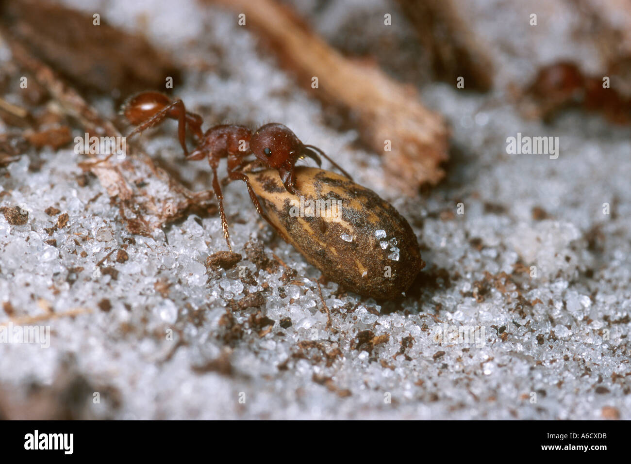 Worker Insects harvester ant worker with seed insects bugs strength ambition Stock ...