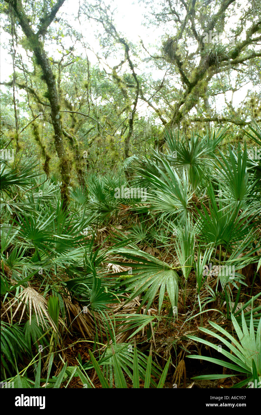 Hardwood hammock hires stock photography and images Alamy
