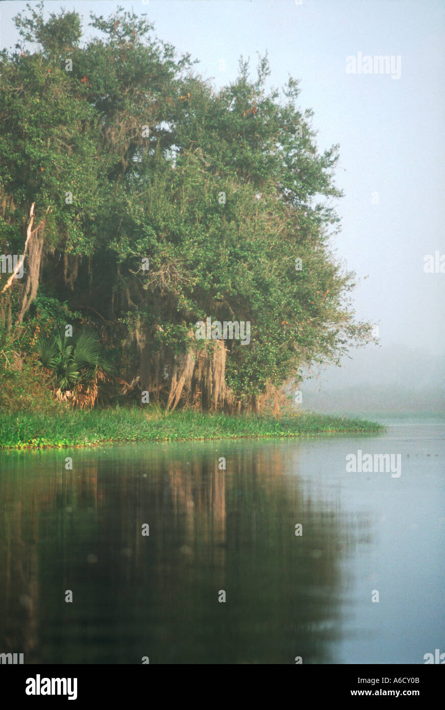 Kissimmee River Okeechobee County river Kissimmee River oak trees Stock