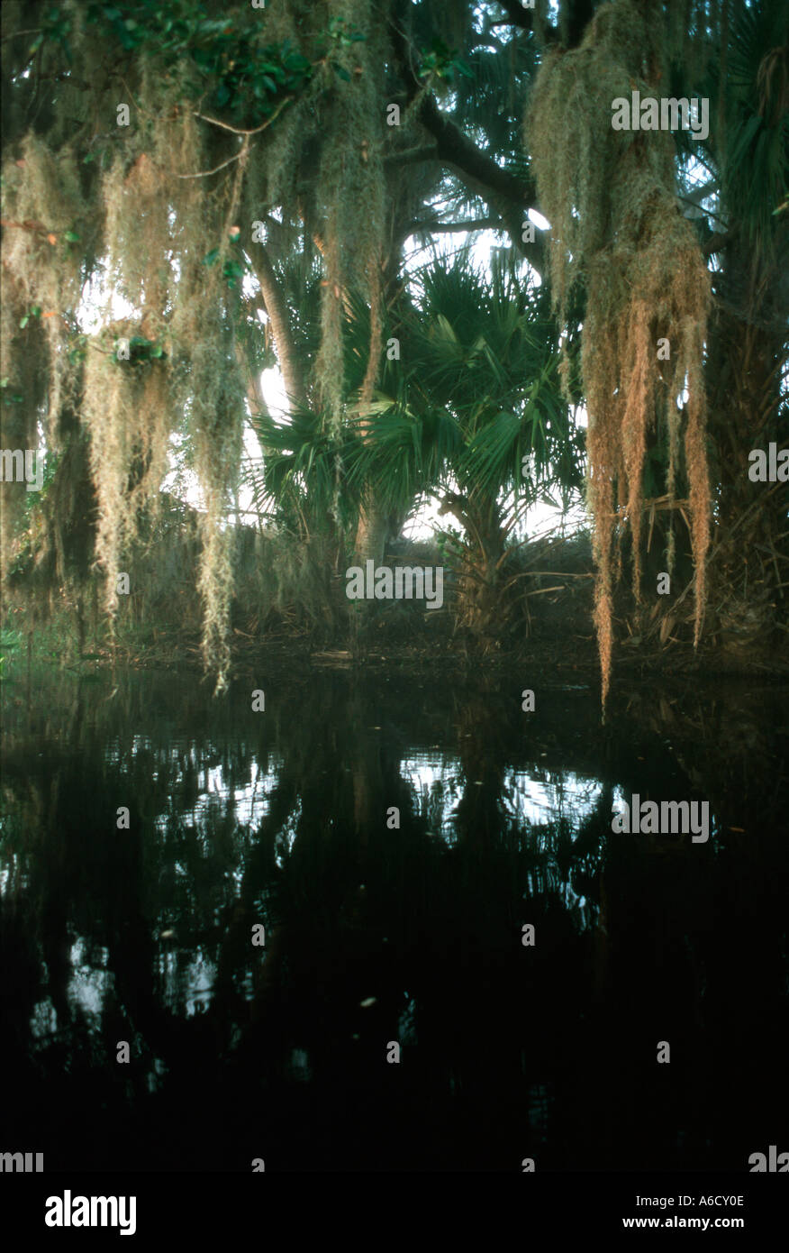 Kissimmee River Okeechobee County river Spanish moss hanging off oak