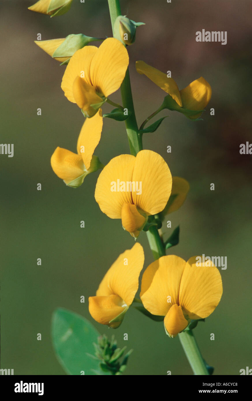 Snowy Rattlebox Showy Rattlebox High Resolution Stock Photography and Images - Alamy