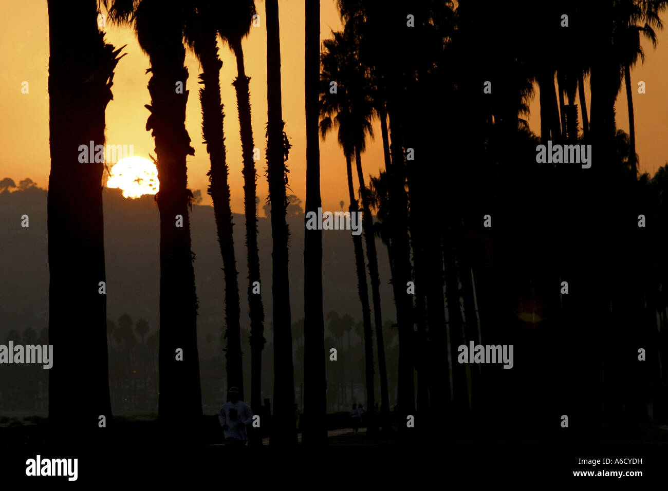 Silhouette of palm trees at sunset Stock Photo - Alamy