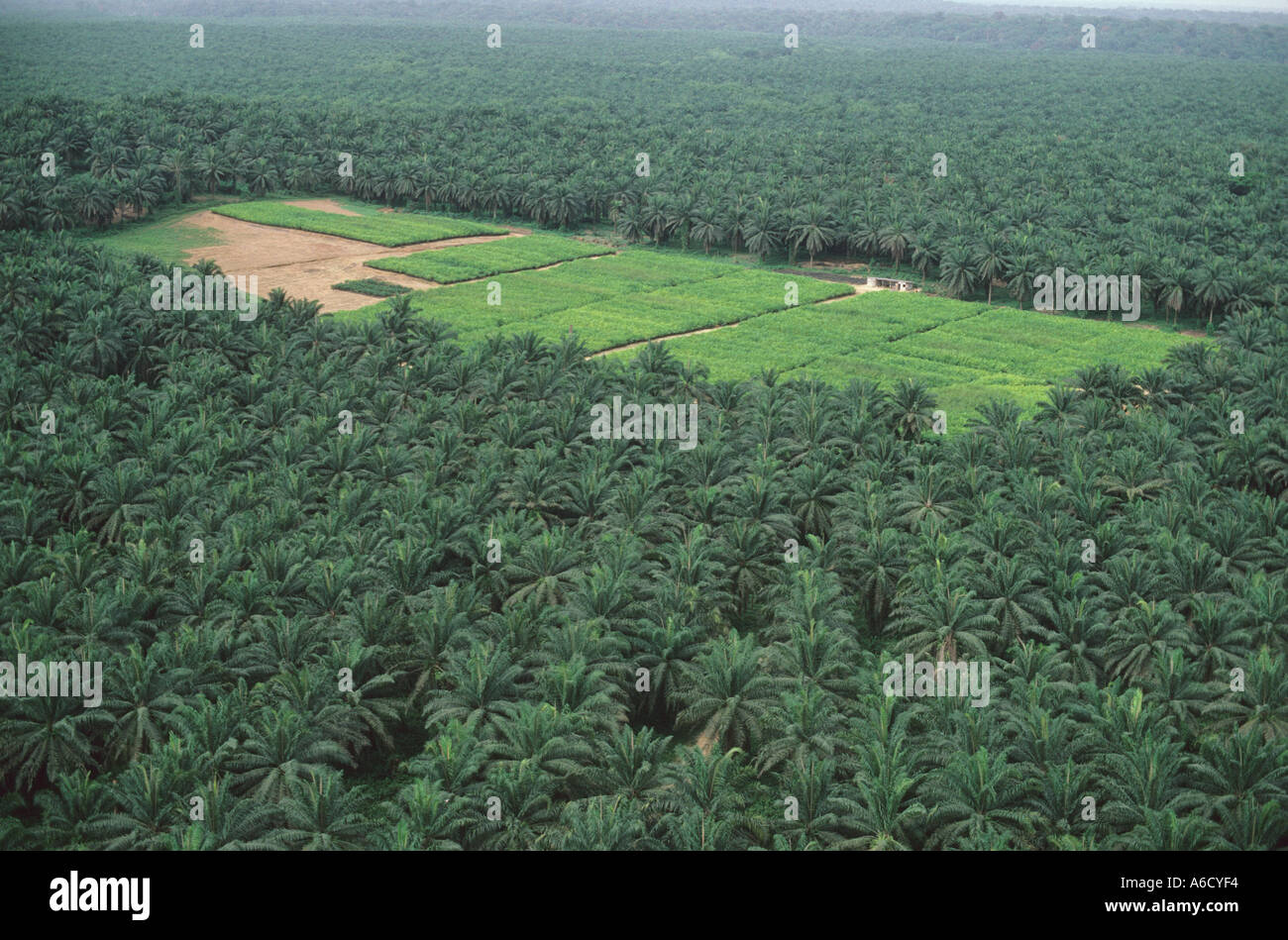 Aerial view of African oil palm plantation rainforest area SW Cameroon