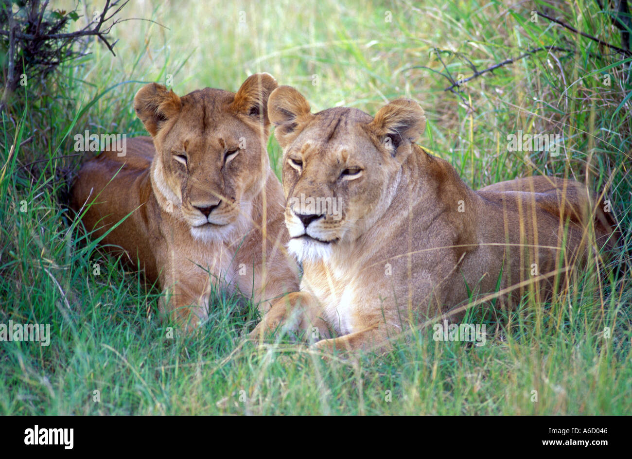 Sleepy lions Masai Mara Kenya Stock Photo - Alamy