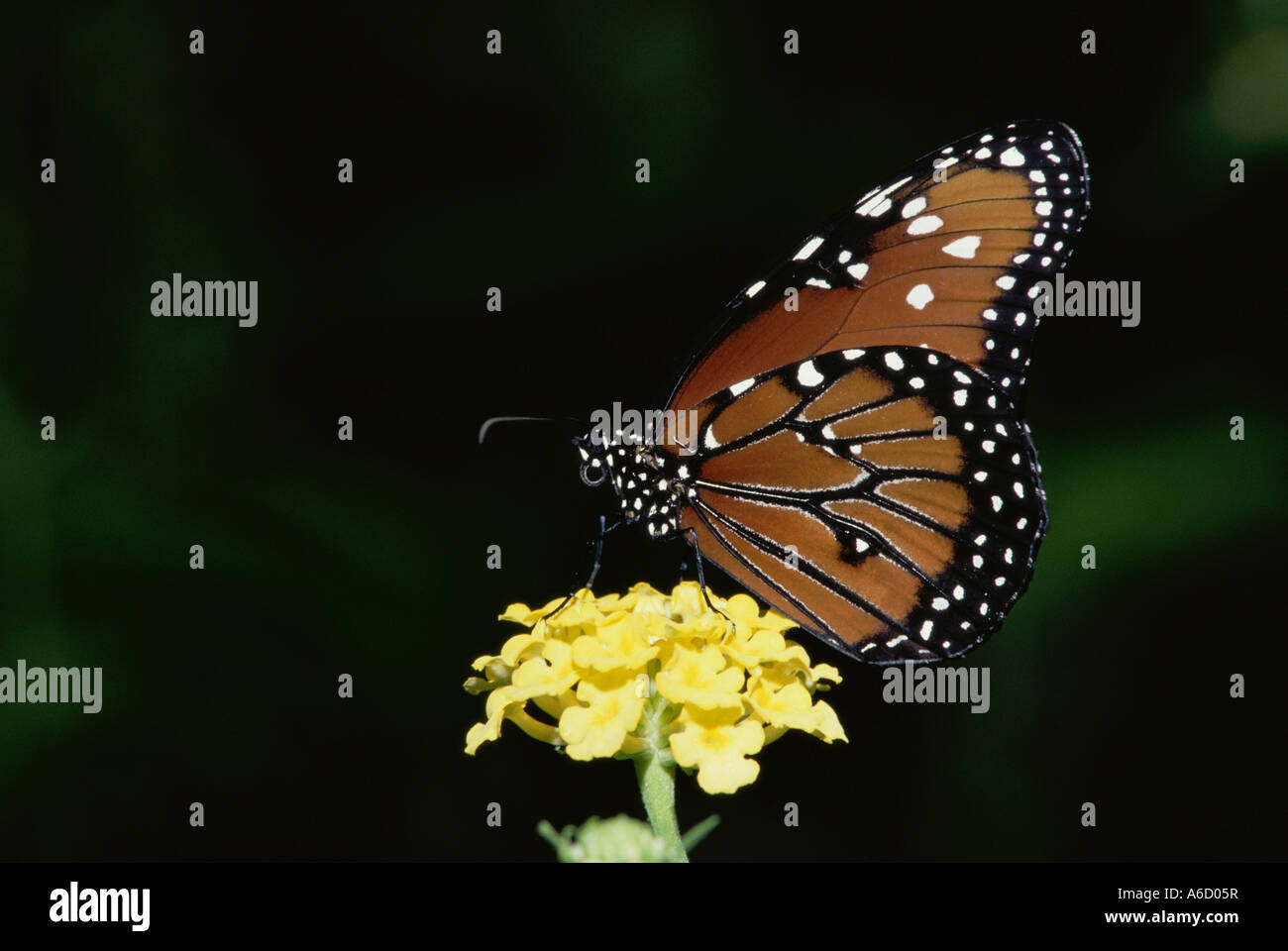 A Monarch butterfly on a flower (Danaus plexippus Stock Photo - Alamy