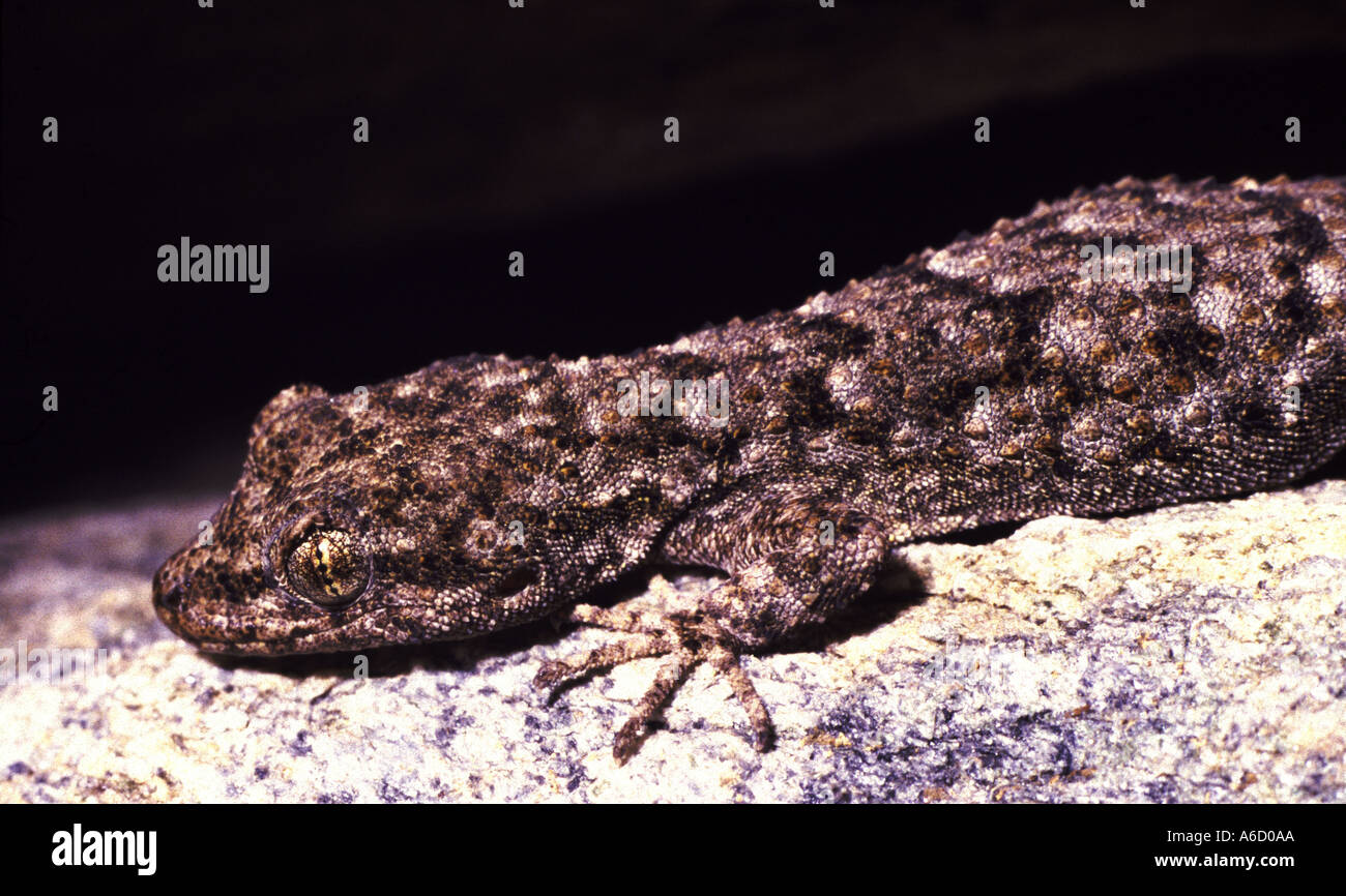 Kotchy s Gecko, Mediodactylus kotschyi. Greece Stock Photo