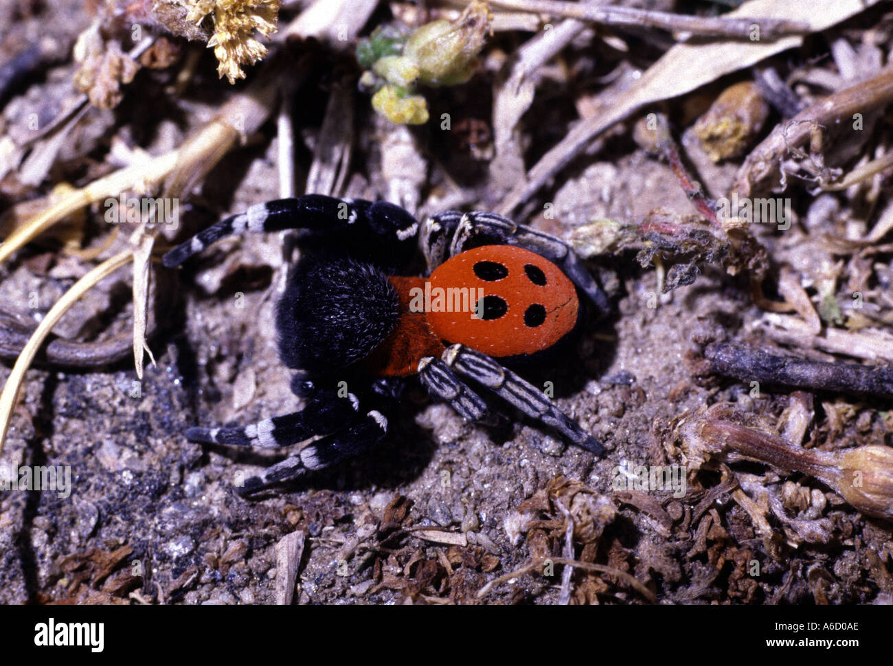 Male Ladybird Jumping Spider Eresus niger Stock Photo