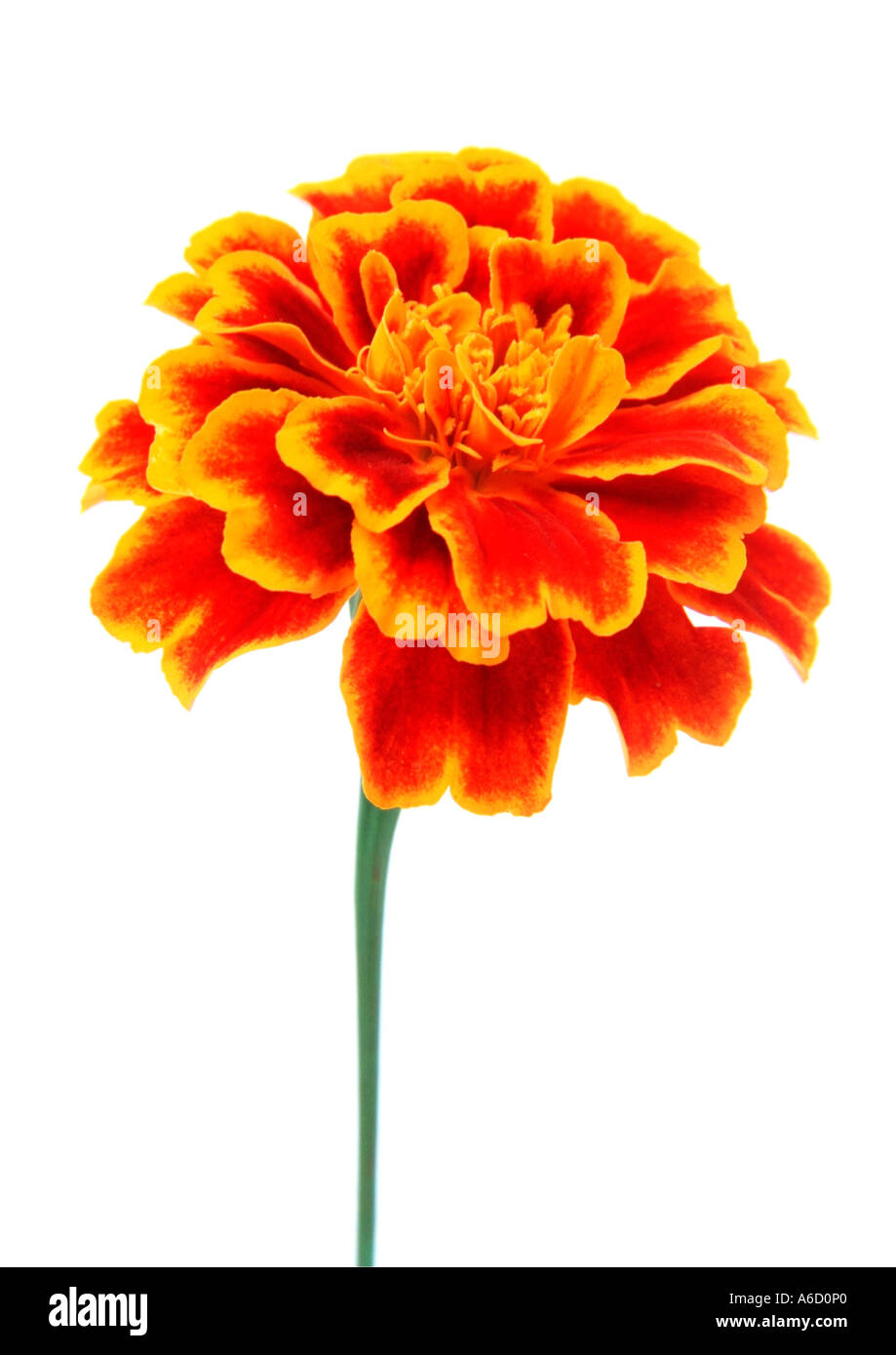 Marigold flower on white background Stock Photo