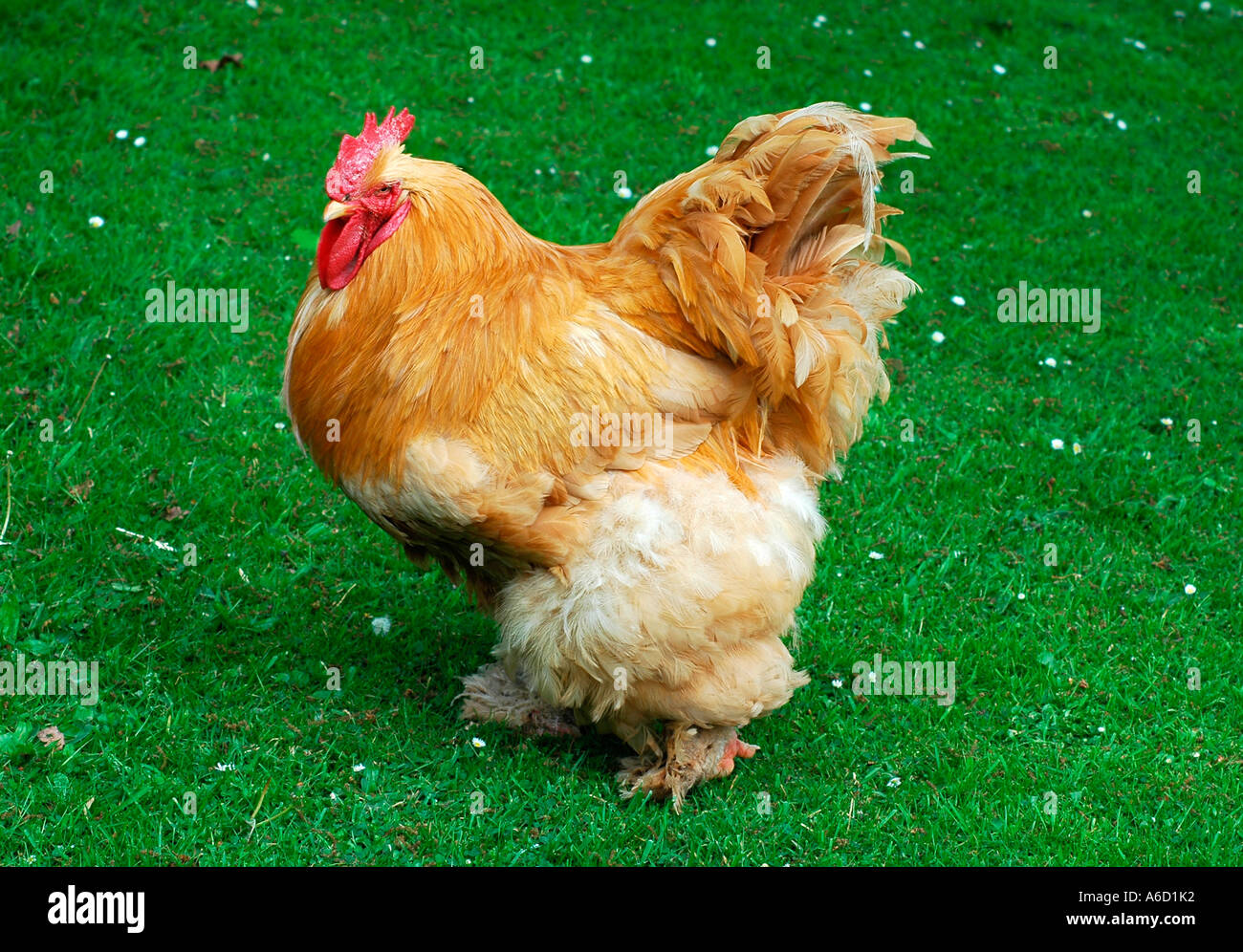 mc0440 Ginger Chicken 01 Mandy Collins Stock Photo Alamy