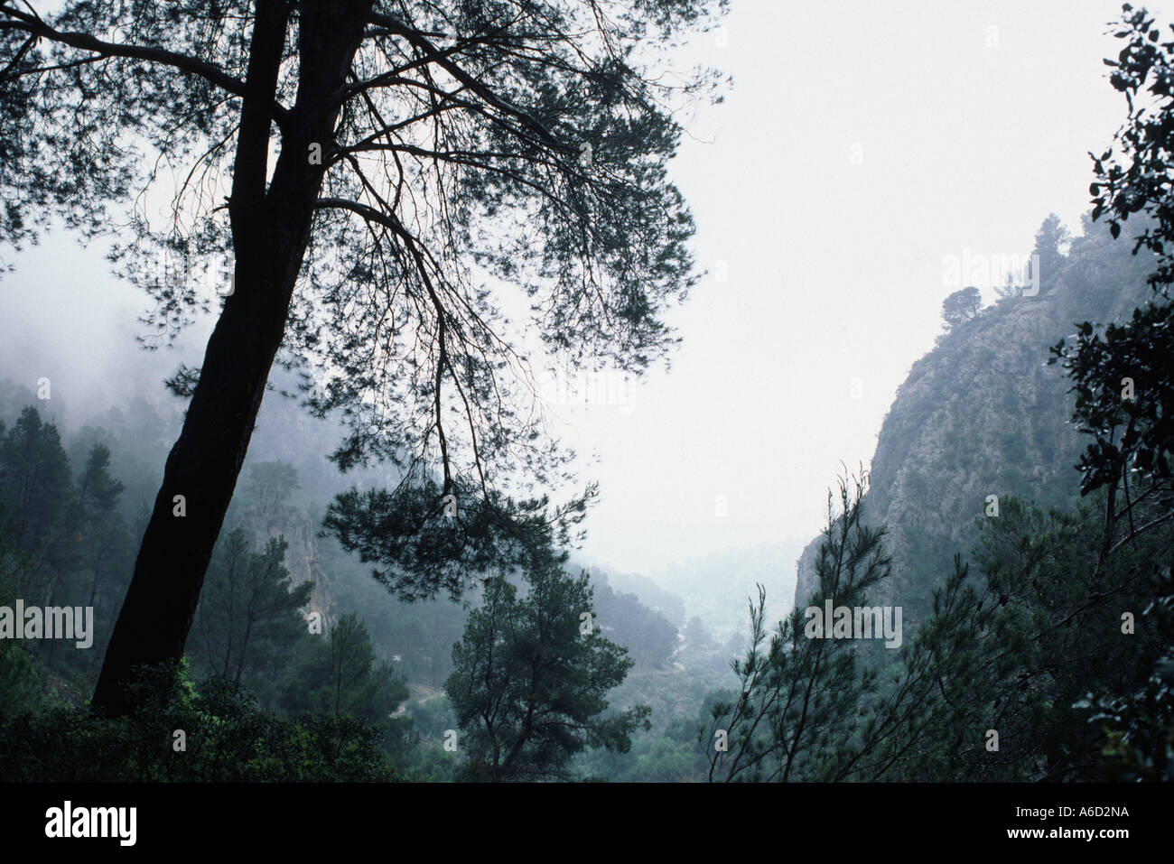 Tree trees fog mallorca hi-res stock photography and images - Alamy