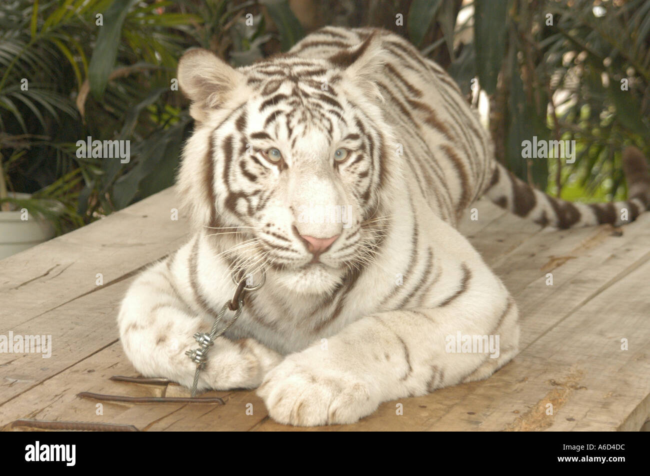white tiger in Chinese zoo, China Stock Photo Alamy