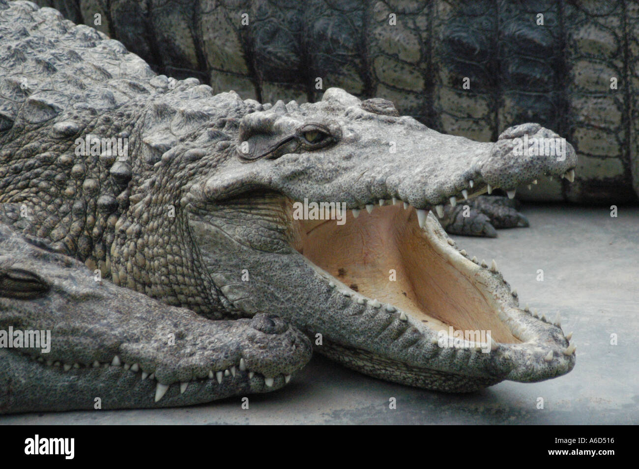 crocodile waiting for dinner in china Stock Photo
