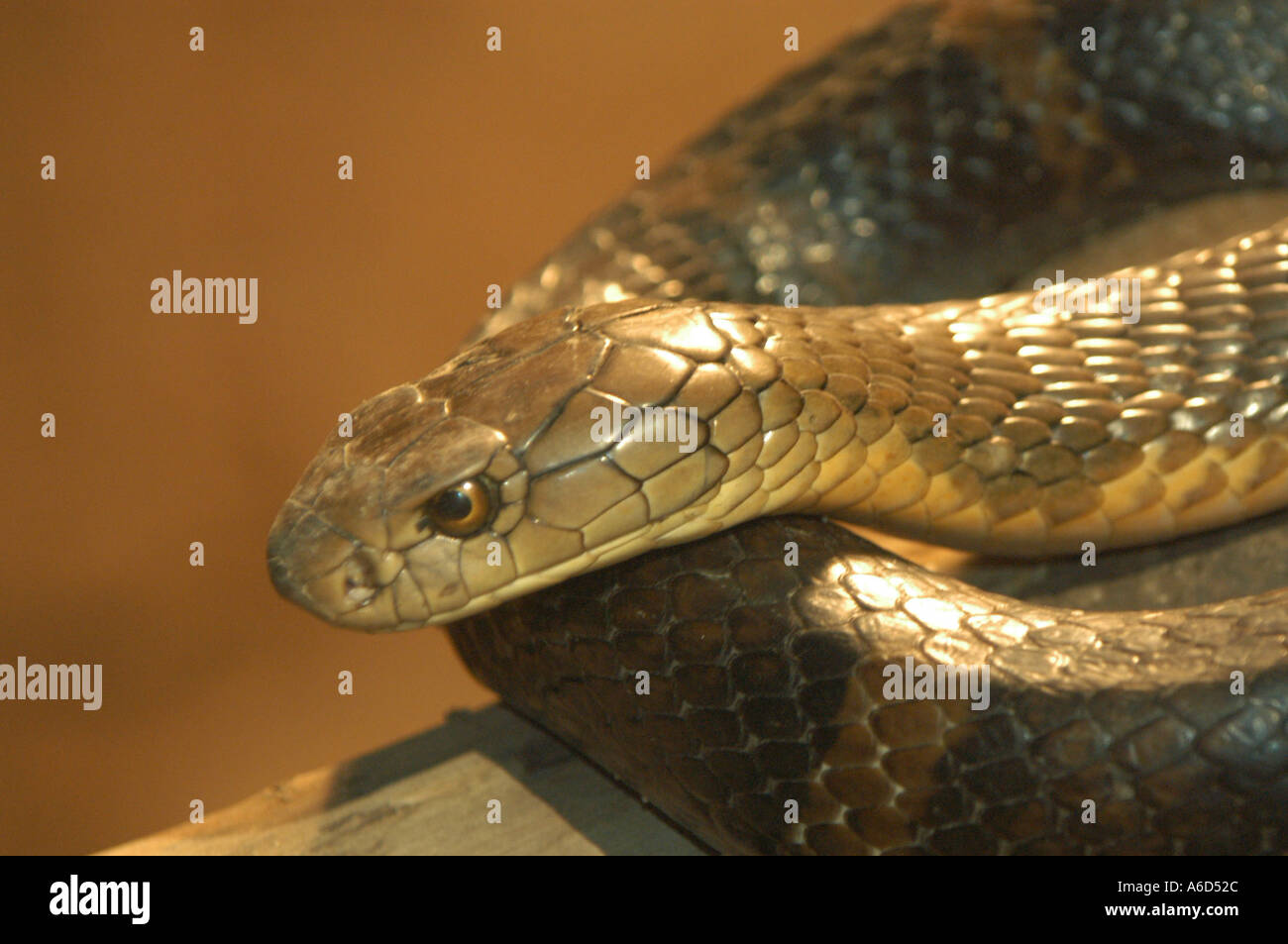 cobra at chinese zoo, China Stock Photo