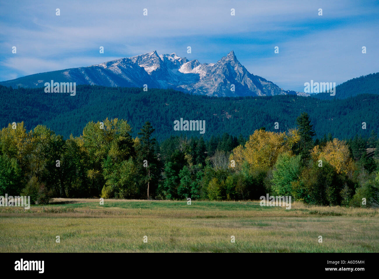 Trees on a landscape, Trapper Peak, Bitterroot Mountains, Darby