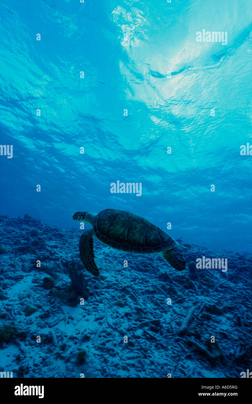 Tortoise swimming in the sea (Geochelone carbonaria Stock Photo - Alamy