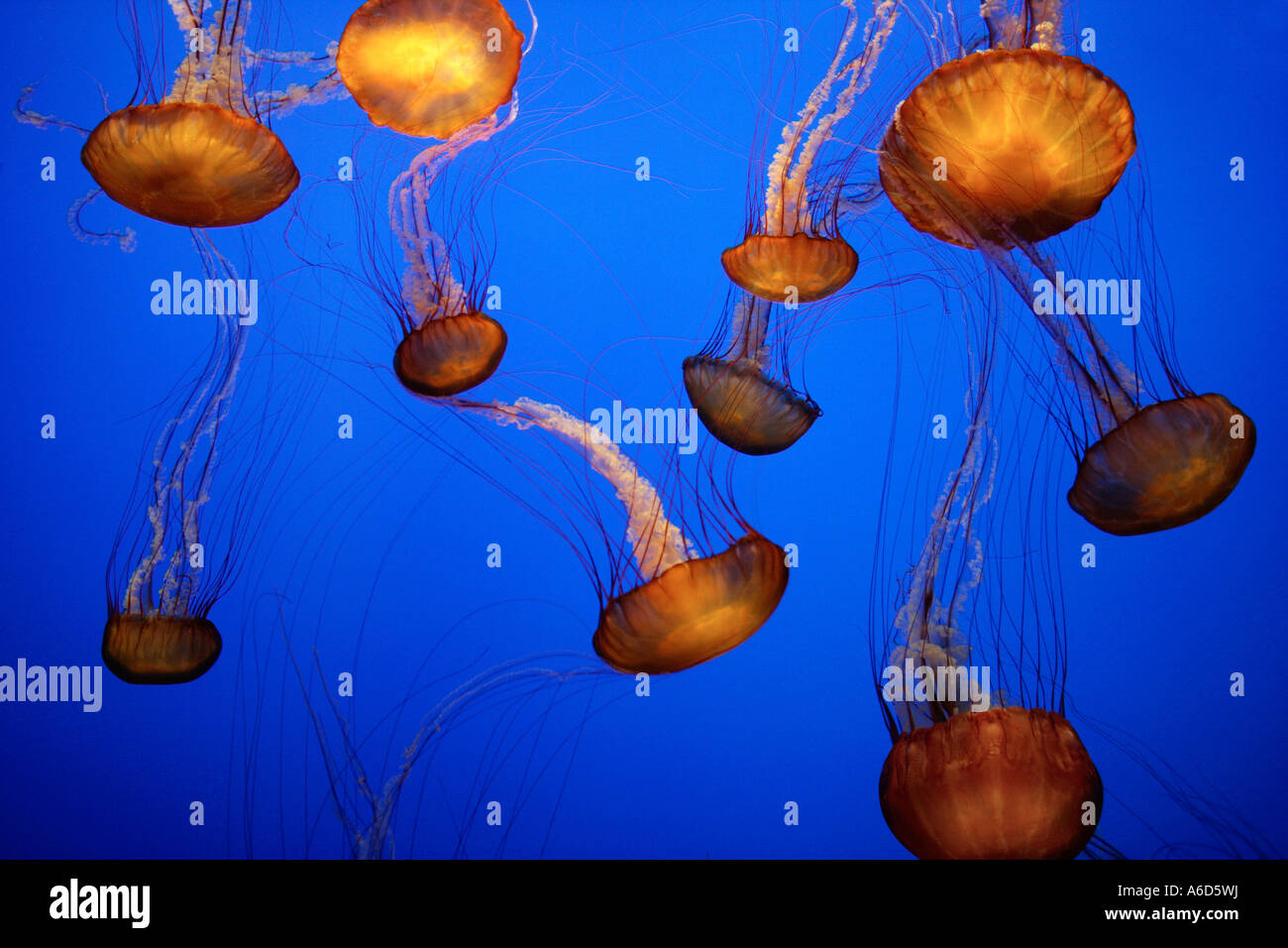 Closeup of a group of Sea Nettles Stock Photo Alamy