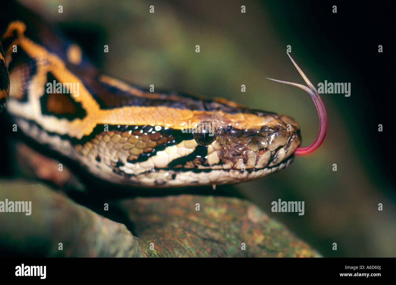 Snake with its tongue out hi-res stock photography and images - Alamy