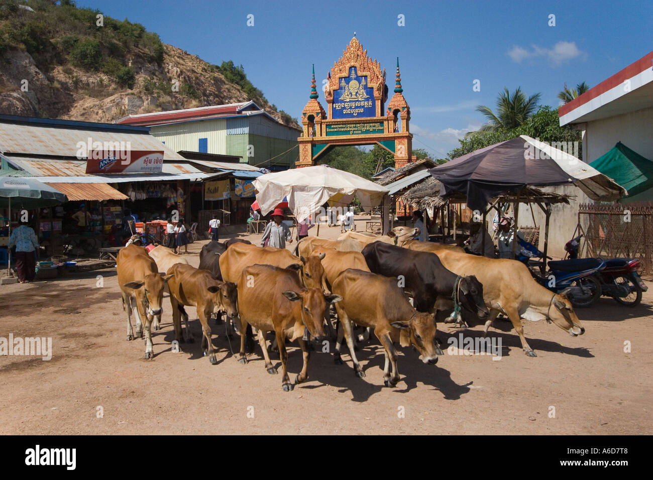 Cattle are herded through the street of a village near Siem Reap Cambodia Stock Photo